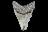 Bargain, Fossil Megalodon Tooth #89402-1